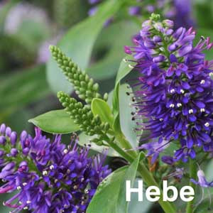 Hebe