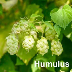 Humulus