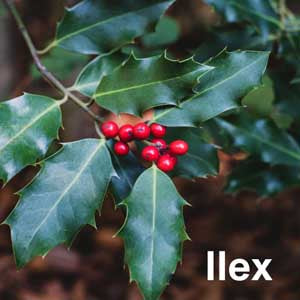 Ilex