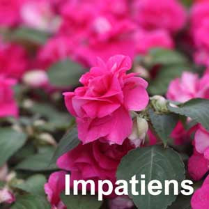 Impatiens