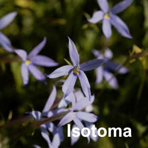 Isotoma
