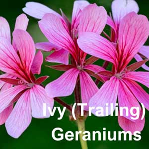 Ivy (Trailing) Geraniums