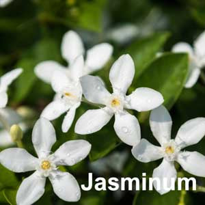 Jasminum