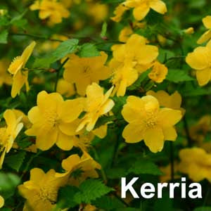 Kerria