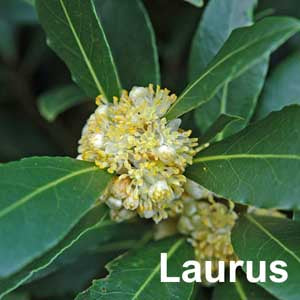 Laurus