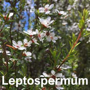 Leptospermum