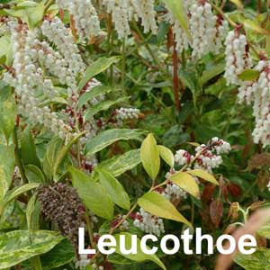 Leucothoe
