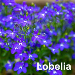 Trailing Lobelia