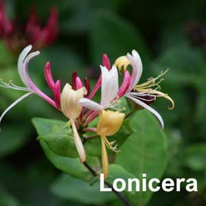 Lonicera