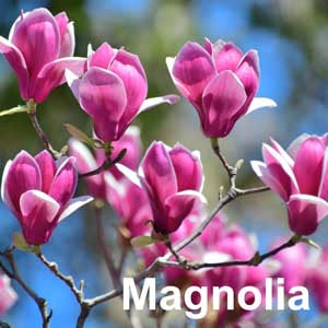 Magnolia