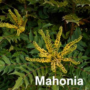 Mahonia