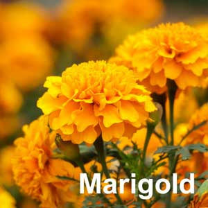 Marigold