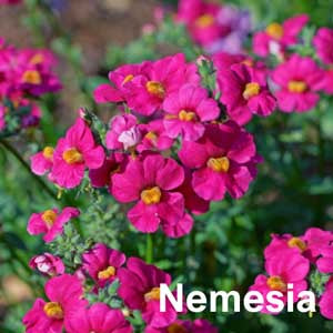 Nemesia