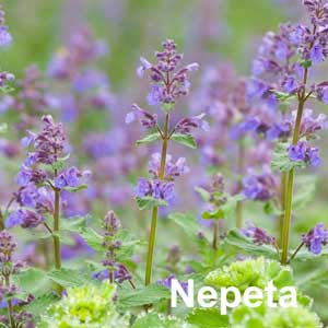 Nepeta