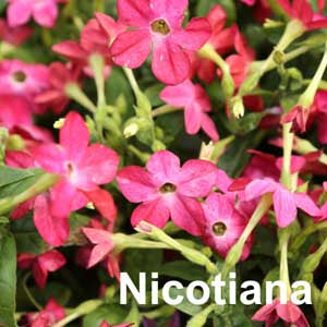 Nicotiana