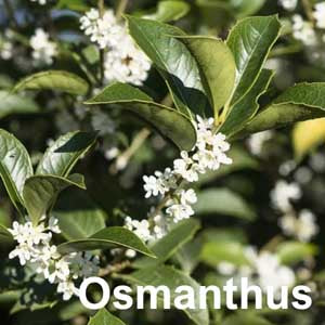 Osmanthus
