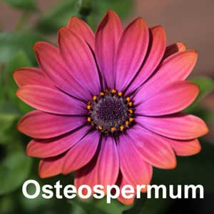 Osteospermum