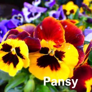Pansy