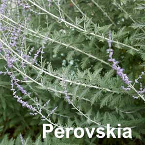 Perovskia