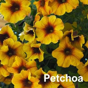 Petchoa