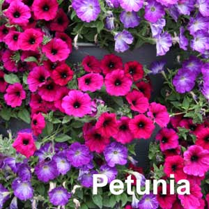 Petunia