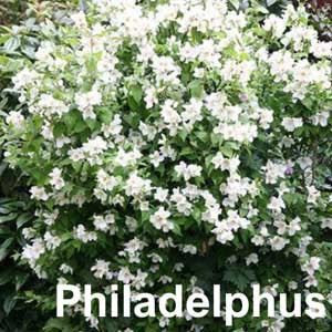 Philadelphus