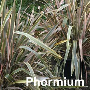 Phormium