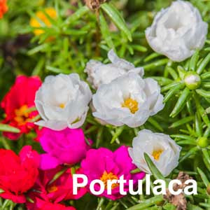 Portulaca