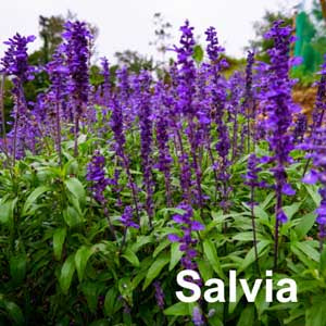 Salvia