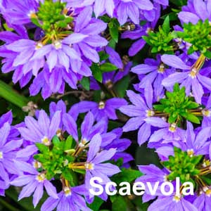 Scaevola