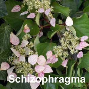 Schizophragma
