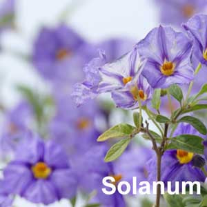 Solanum