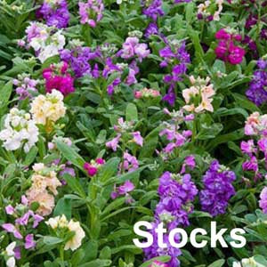 Stock