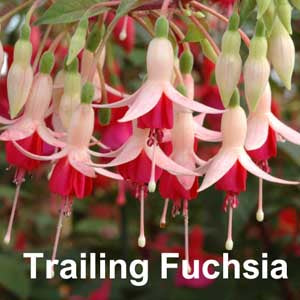 Trailing Fuchsia