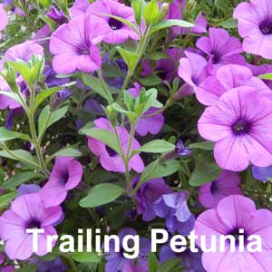 Trailing Petunia