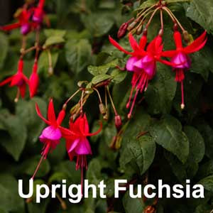 Upright Fuchsia
