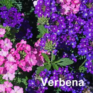 Verbena