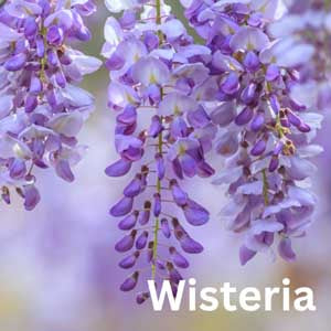 Wisteria