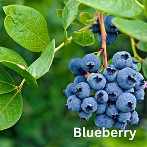 Blueberry