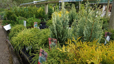 Fruit Bushes and Fruit Trees